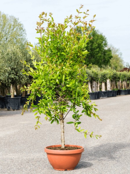 Punica granatum - Granatapfelbaum