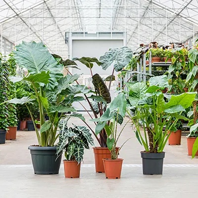 Alocasia das sonnenanbetende Pfeilblatt | Terrapalme Heim- und Gartenshop
