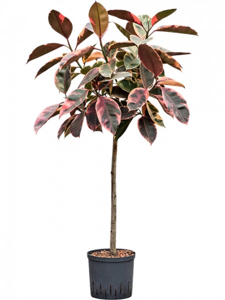 Ficus elastica belize - Kautschukbaum