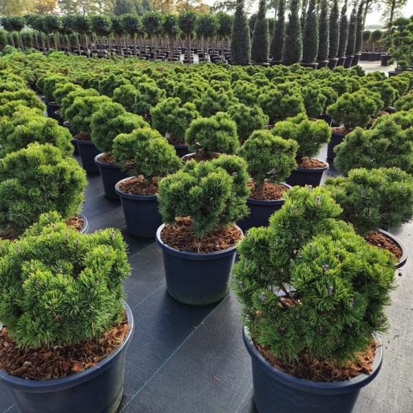 Pinus mugo Picobello