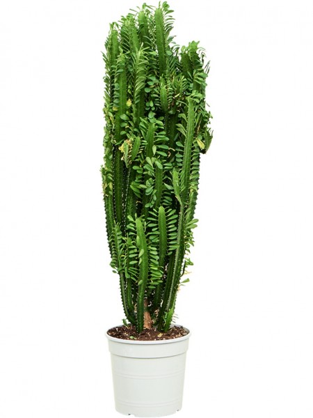 Euphorbia trigona verzweigt
