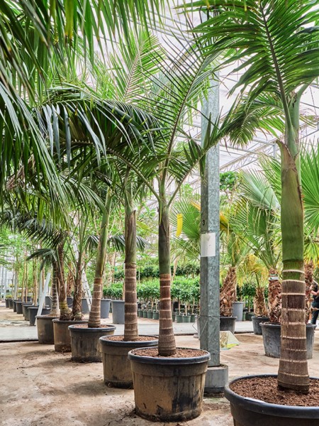 Archontophoenix alexandrae - Australische Feuerpalme