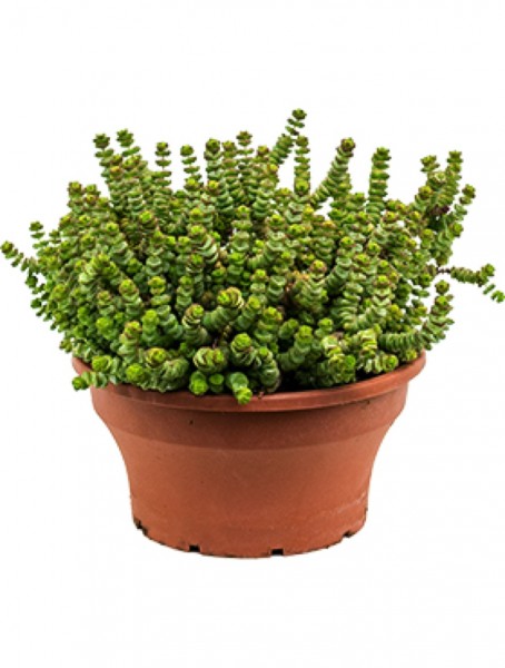 Crassula hottentot