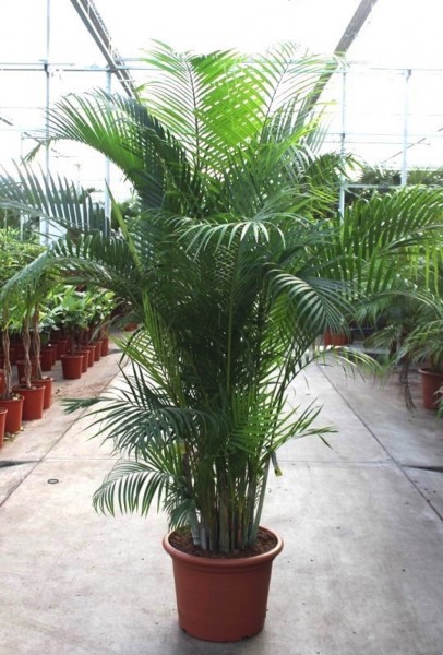 Dypsis lutescens Palme