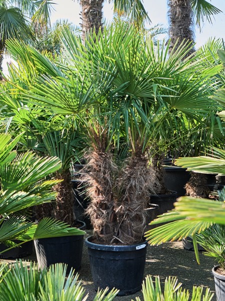 Trachycarpus fortunei - Strahlenalme Multistamm
