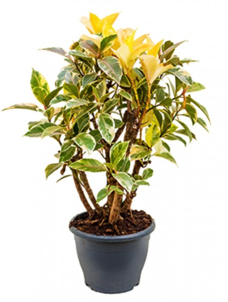 Ficus petit tineke - Bonsai