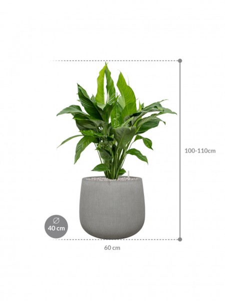 Spathiphyllum Sweet Lauretta 95 cm im Ridged Vertically Pflanzkübel