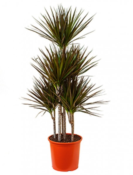 Dracaena magenta carrousel