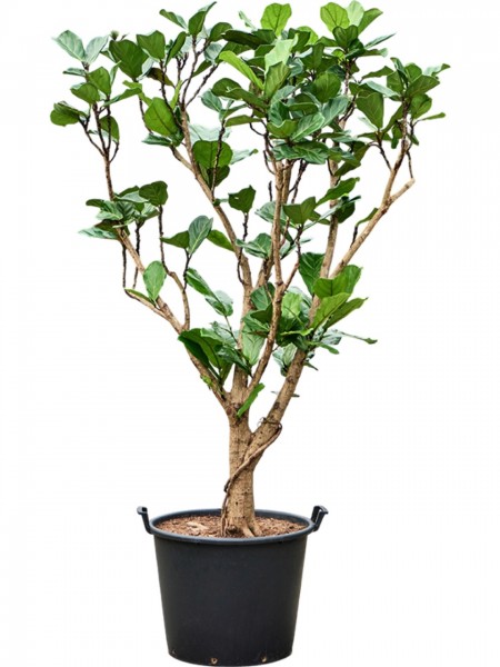Ficus lyrata 250 cm - Geigenfeigenbaum verzweigt