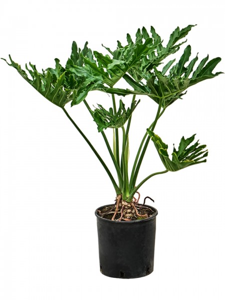 Philodendron selloum