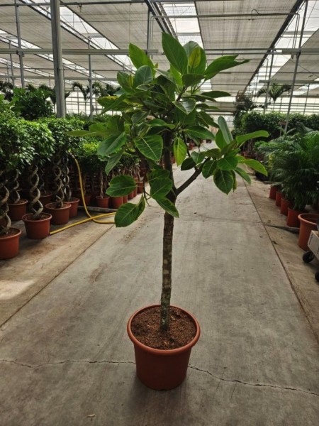 Ficus altissima