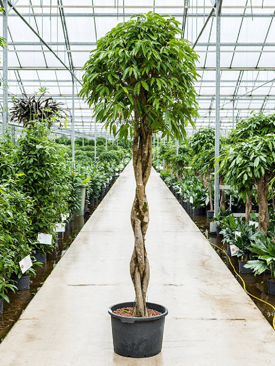 große zimmerpflanzen online bestellen Premium XXL Geigenfeige kaufen – Green Me Up main image 0