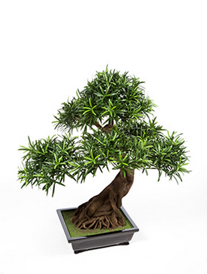 mandel bonsai Premium Textil-Leinwand Ein kleines Mandel Bonsaibäumchen, auf einer F —  calvendoverlag main image 1