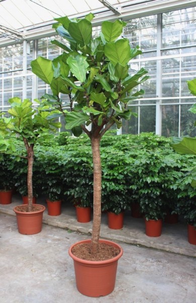 Ficus lyrata 250 cm - Geigenfeige