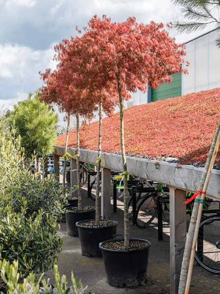Acer Dissectum atropurpureum - Japanische Ahorne