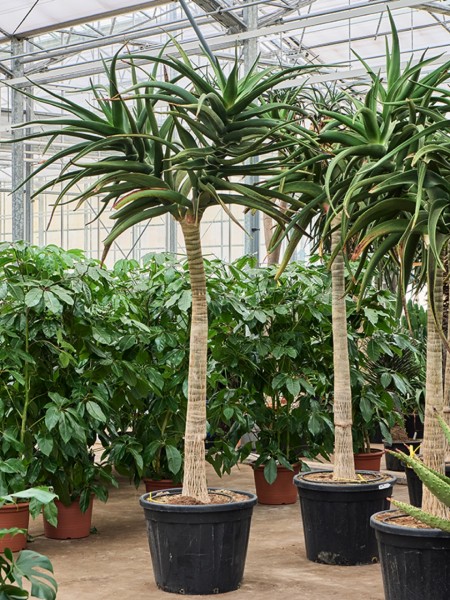 Aloe bainesii verzweigt