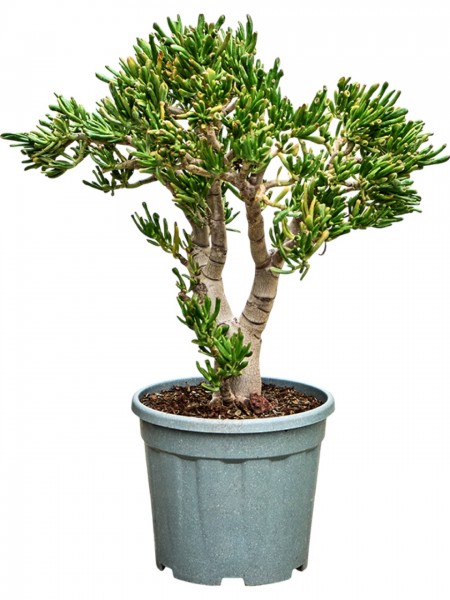 Crassula ovata hobbit - Geldbaum