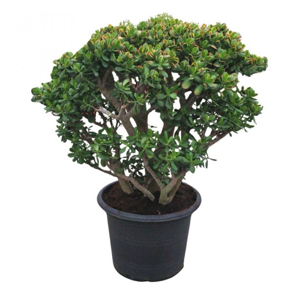 Crassula ovata sunset - Geldbaum