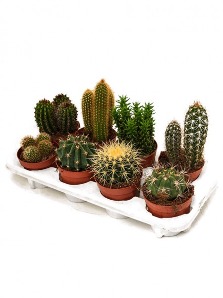 Kaktus mix 25 cm - 8er Tray