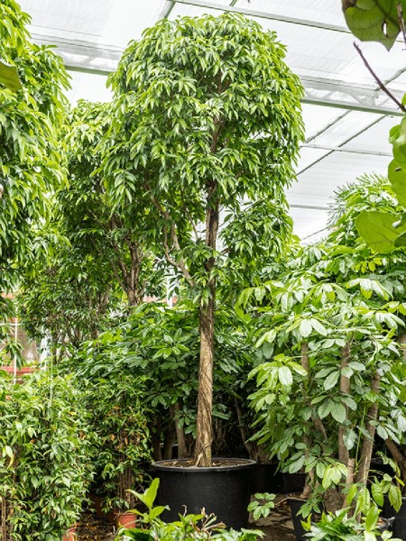 Ficus amstel king 600 cm - Baum