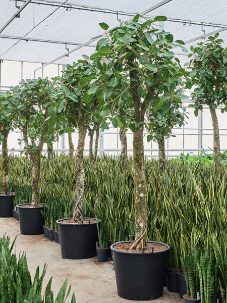 Ficus benghalensis audrey - Banyan Feigenbaum