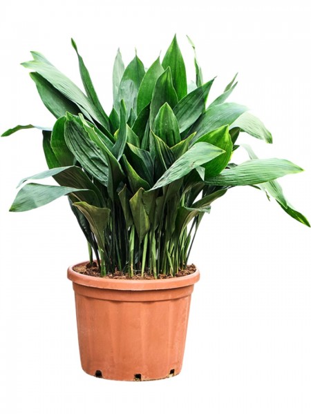 Aspidistra elatior - Gießkannenpflanze