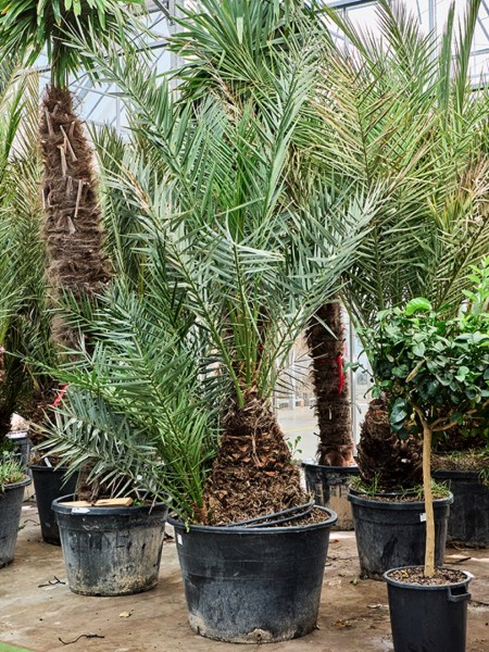 Phoenix dactylifera - Dattelpalme