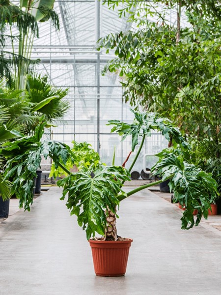 Philodendron selloum - XL Busch