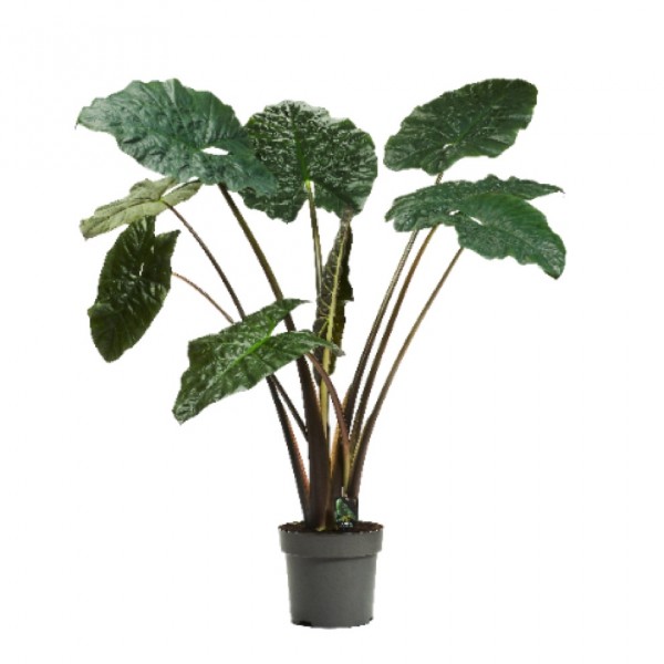 Alocasia sarawakensis - Yucatan Princess