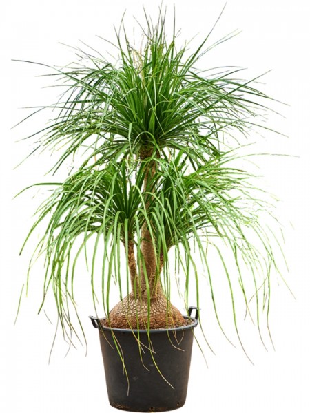 Beaucarnea recurvata nolina verzweigt