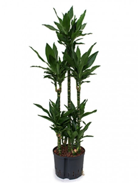 Dracaena janet lind - Carrousel