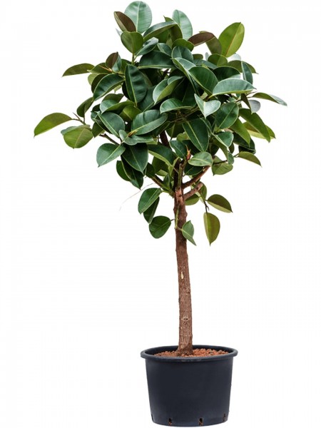 Ficus elastica robusta - Gummibaum