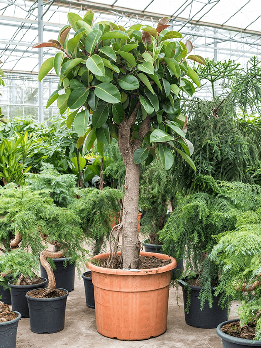 Ficus robusta - XXL Stamm | Terrapalme Heim- und Gartenshop