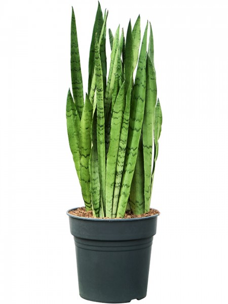 Sansevieria trifasciata silver mist 70cm