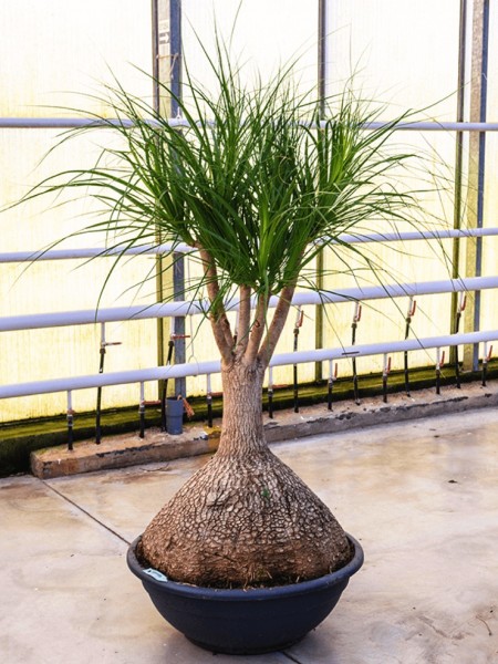Beaucarnea nolina - Elefantenfuß | Terrapalme Heim- und Gartenshop