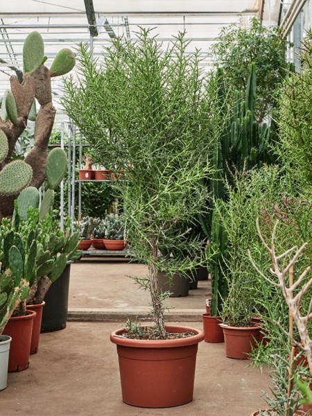 Euphorbia stenoclada verzweigt