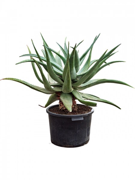 Aloe ferox