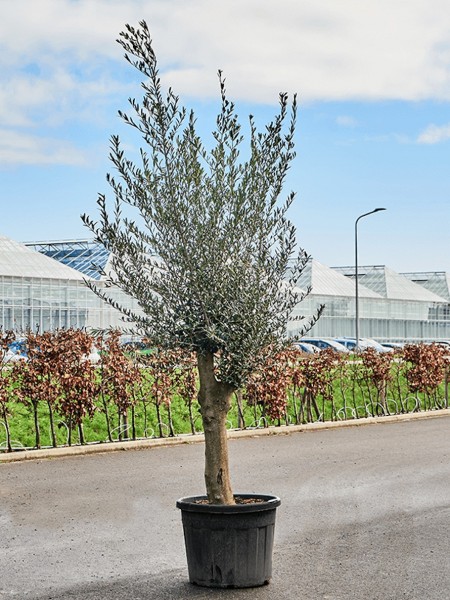 Olea europaea - Olivenbaum verzweigt