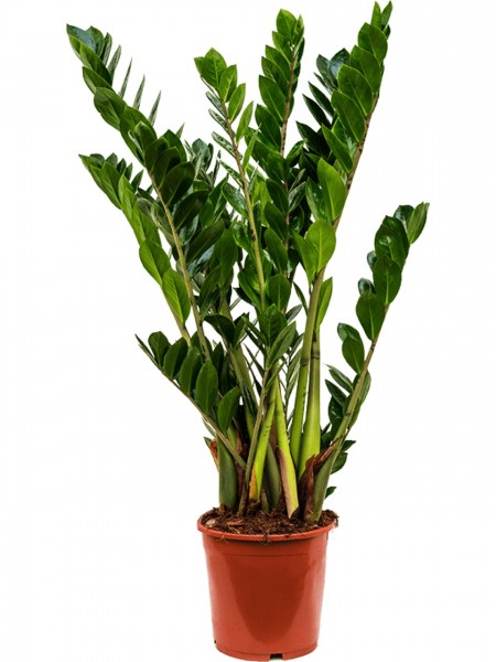 Zamioculcas zamiifolia - Glücksfeder