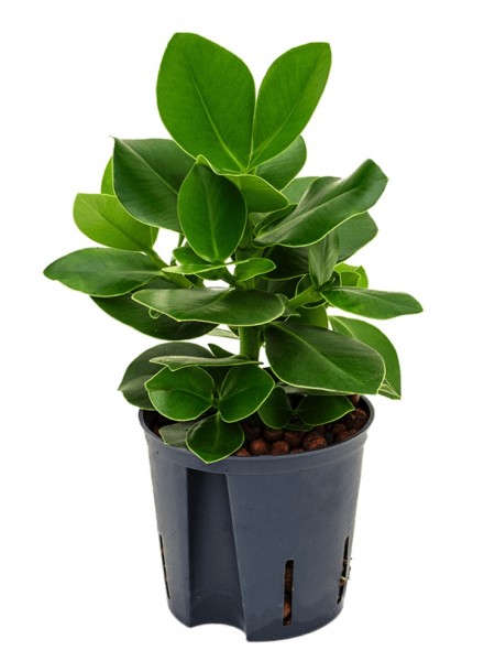 Clusia rosea princess - Balsamapfel