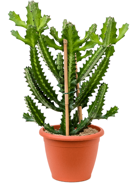 Euphorbia lactea verzweigt