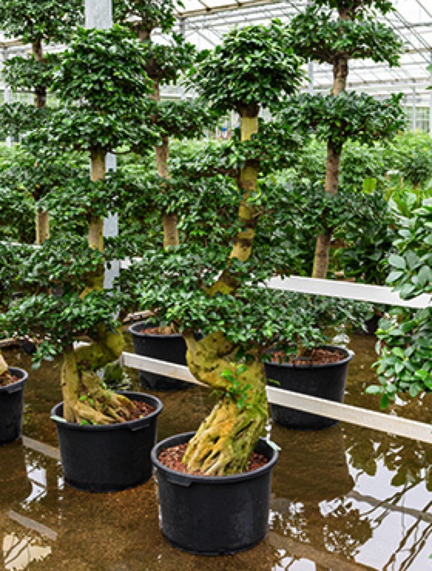 Ficus microcarpa compacta 190 cm - Bonsai | Terrapalme Heim- und Gartenshop