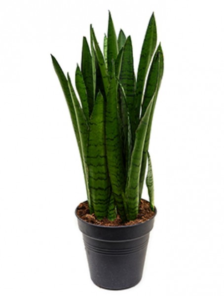 Sansevieria green line