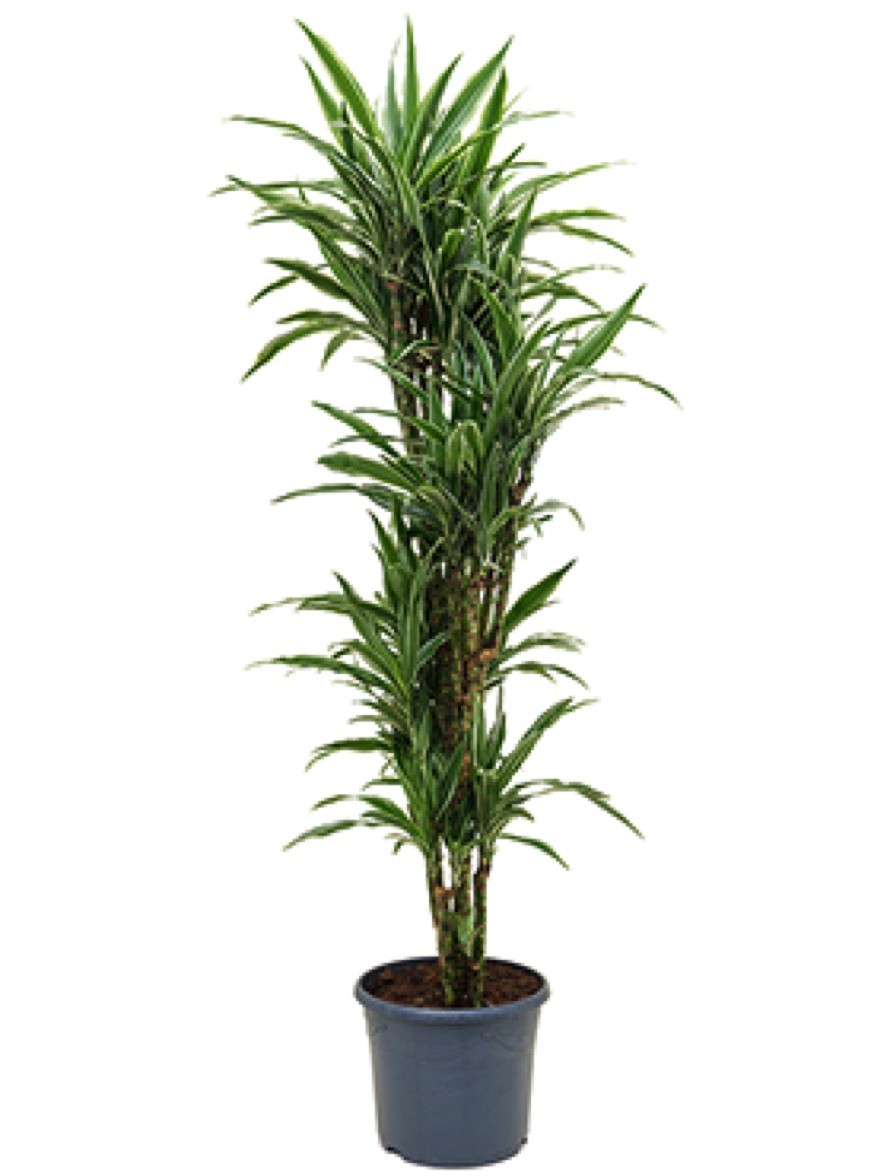 Dracaena deremensis - Drachenbaum verzweigt | Terrapalme Heim- und  Gartenshop