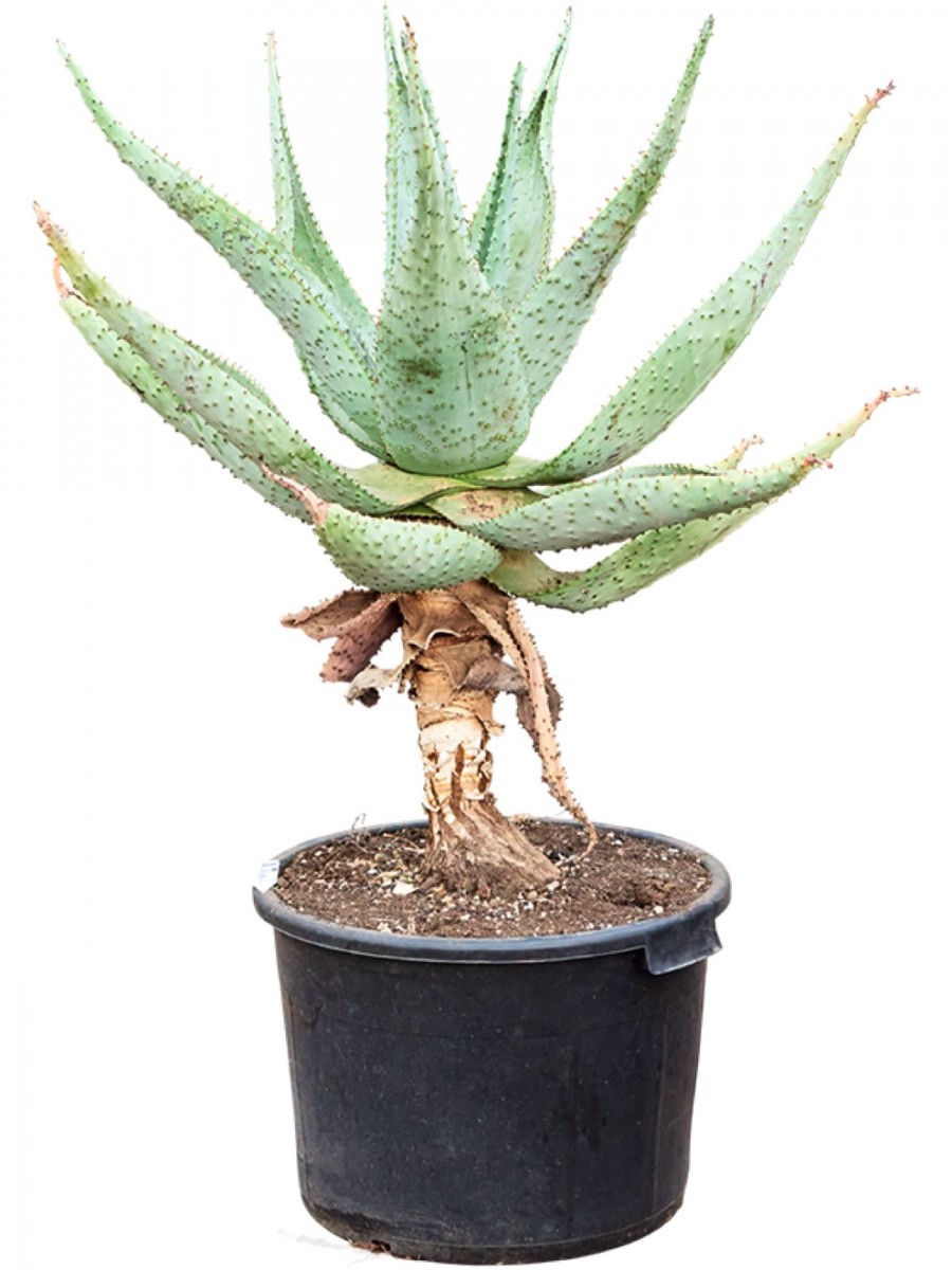 Aloe marlothii | Terrapalme Heim- und Gartenshop