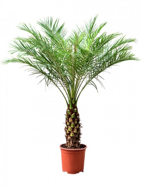 Phoenix roebelenii - Zwergdattelpalme