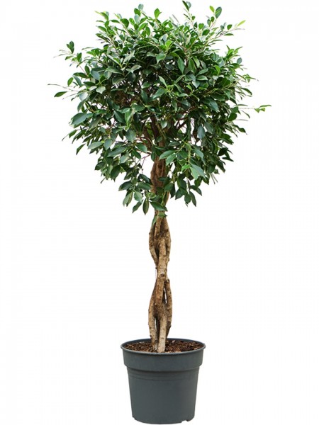 Ficus microcarpa nitida 125cm - Stamm geflochten