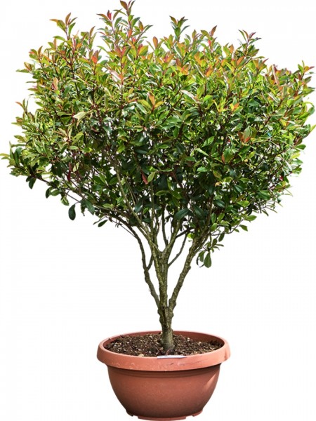 Photinia x fraseri red robin compacta - Glanzmispel verzweigt