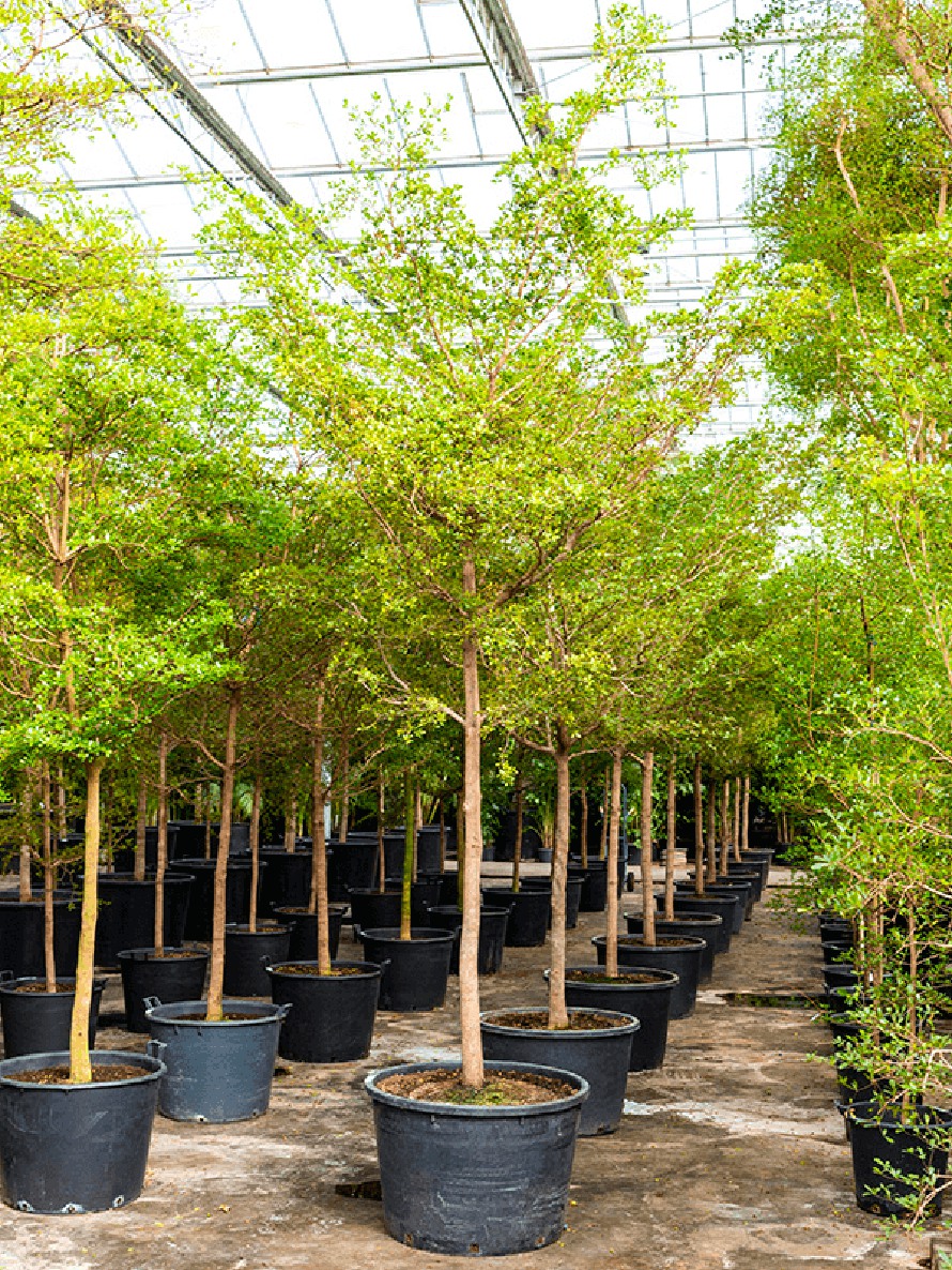 Bucida buceras shady lady 375 cm - Schwarze Olive | Terrapalme Heim