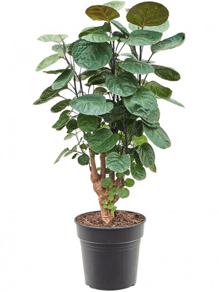 Aralia fabian - Fiederaralie verzweigt